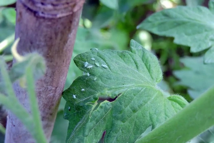 Hausmittel gegen Blattläuse - Sprühen mit Essig ist eine beliebte Methode