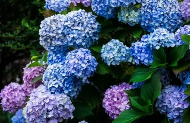 Hortensien düngen mit Hausmitteln für blaue Blüten