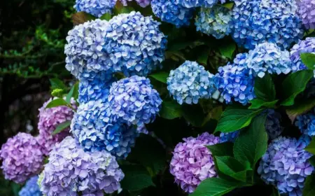Hortensien düngen mit Hausmitteln für blaue Blüten
