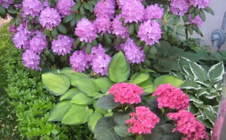 Hortensien und Rhododendron passen perfekt zusammen
