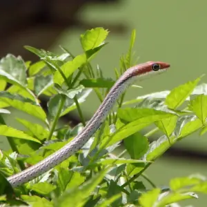 humane bekämpfungsmethoden gegen schlangen im garten einsetzen