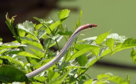 humane bekämpfungsmethoden gegen schlangen im garten einsetzen