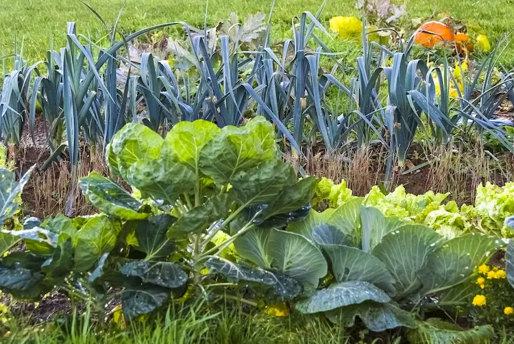 grow good neighbors such as cabbage and cruciferous vegetables in the garden bed next to leeks