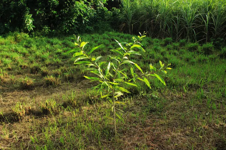 in der ersten wachstumsphase jungen eukalyptusbaum richtig pflegen