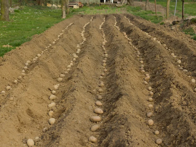 je nach größe des gartens in reihen kartoffeln pflanzen und bei richtigen bodenverhälnissen wachsen lassen