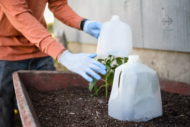 jungpflanzen vor frost im mai schützen