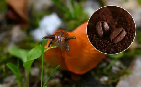 Kaffeesatz gegen Schnecken - Effektiv oder nicht