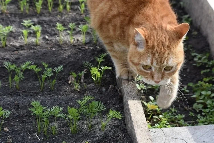 Katzen können in Ihrem Garten ein Ärgernis sein