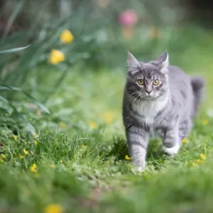 Katzen vom Blumenbeet fernhalten mit Sprinklern und Geräusche
