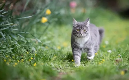 Katzen vom Blumenbeet fernhalten mit Sprinklern und Geräusche