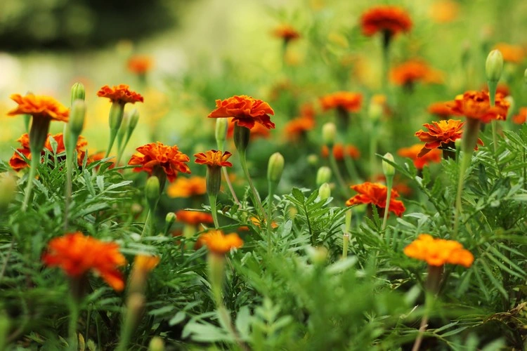 Catnip and marigold drive away pests in the vegetable garden