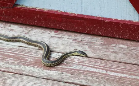 kellerräume und dachböden ziehen schlangen durch gerüche oder nagetiere an