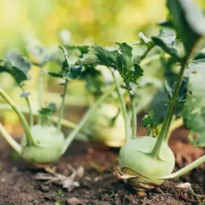 kohlrabi gute nachbarn mischkultur im garten tipps