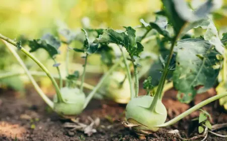 kohlrabi gute nachbarn mischkultur im garten tipps