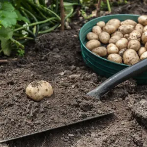 konkurrenz-um-bodennaehrstoffe-verhindern-und-was-kann-man-neben-kartoffeln-pflanzen-wissen