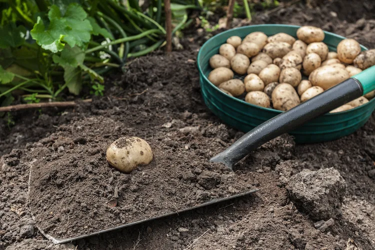 konkurrenz-um-bodennaehrstoffe-verhindern-und-was-kann-man-neben-kartoffeln-pflanzen-wissen