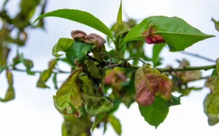Kräuselkrankheit an Obstbäumen mit Hausmitteln bekämpfen
