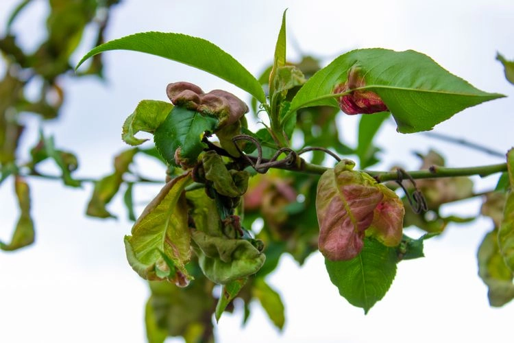 Kräuselkrankheit an Obstbäumen mit Hausmitteln bekämpfen