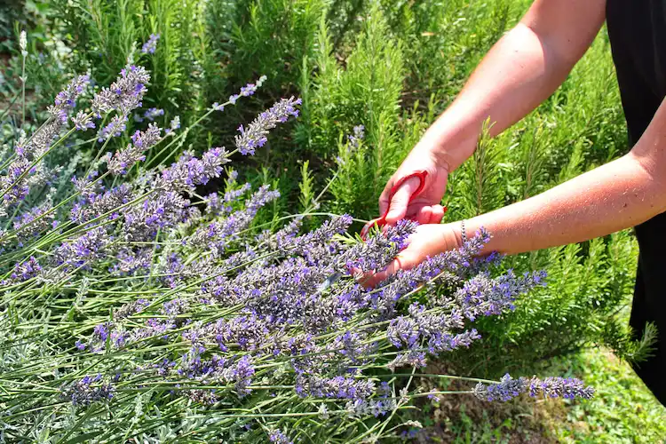 kräuterpflanzen wie lavendel und rosmarin als begleitpflanzen gegen schädlinge anbauen