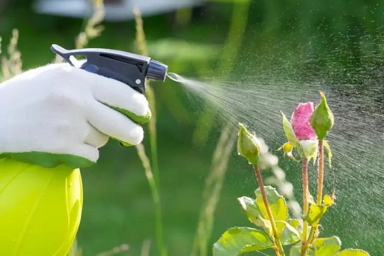 läuse an rosen bekämpfen mit hausmitteln anhand dieser einfachen rezepte