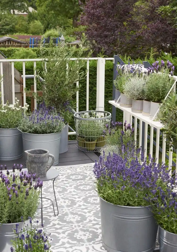 Lavendel ist die perfekte Pflanze für eine sonnige Terrasse