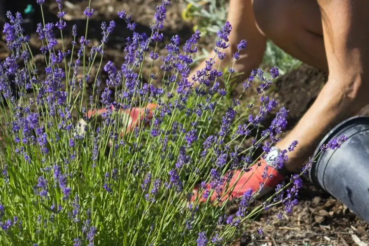 Lavendel pflanzen an einem windgeschützten Ort im Garten