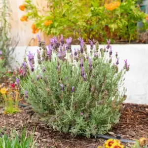 Lavendel pflanzen - Der richtige Standort ist in der vollen Sonne