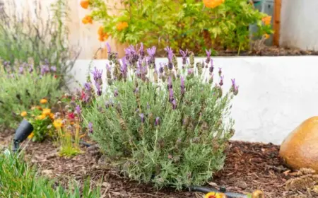 Lavendel pflanzen - Der richtige Standort ist in der vollen Sonne