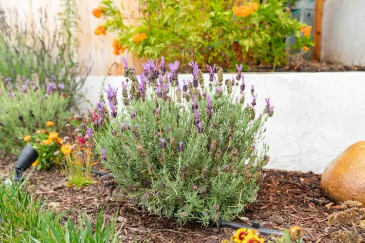 Lavendel pflanzen - Der richtige Standort ist in der vollen Sonne