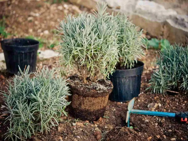 Lavendel pflanzen in den Garten - Die richtige Bodenbeschaffenheit verhindert Staunässe