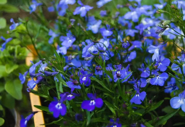 Lobelie (Lobelia erinus) in Blau auf dem Balkon mit anderen Farben kombinieren