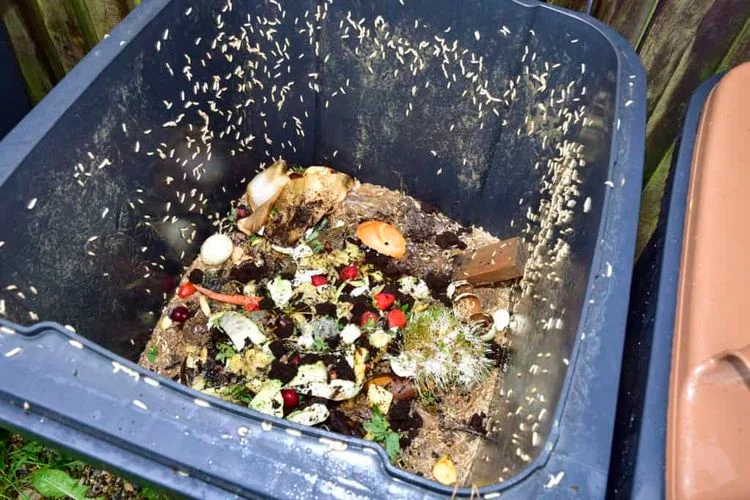 Maden in der Mülltonne bekämpfen - Die effektivsten Methoden