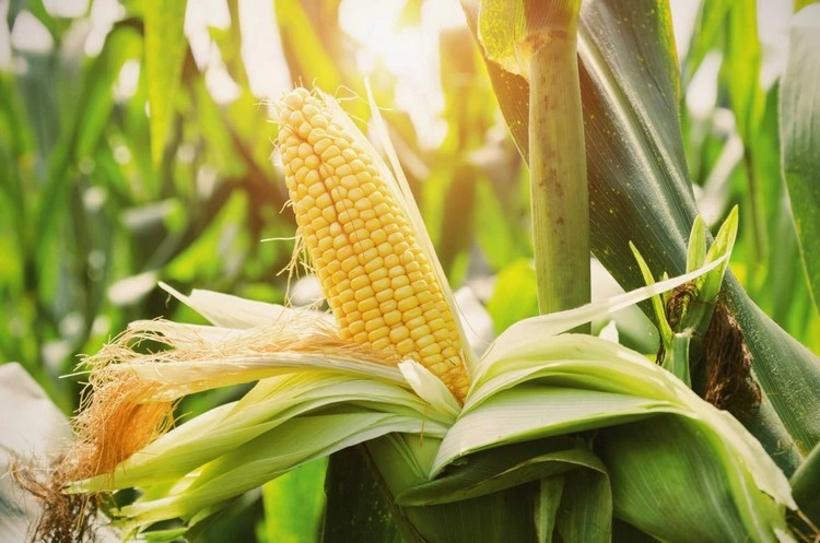 Corn serves as a natural support for bush beans