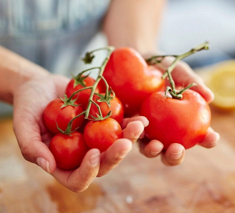 man kann tomaten in kübel pflanzen und eine ebenso gute ernte genießen