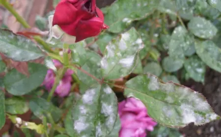 mehltau an rosen bekämpfen mit hausmitteln