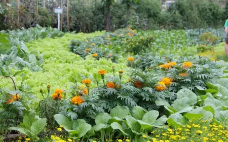 Mischkultur bei Gemüse - Das sind gute und schlechte Nachbarn