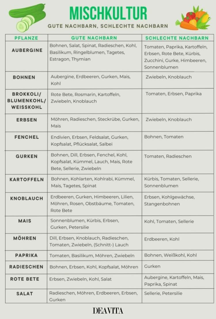 Mischkultur bei Gemüse - Nützliche Tabelle mit geeigneten und ungeeigneten Pflanzpartnern