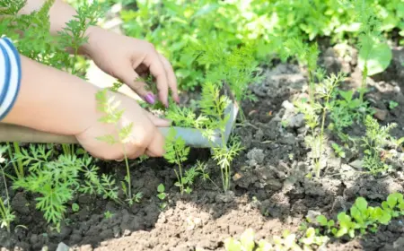 mischkultur vorteile gemüsegarten welche kräuter im gemüsebeet