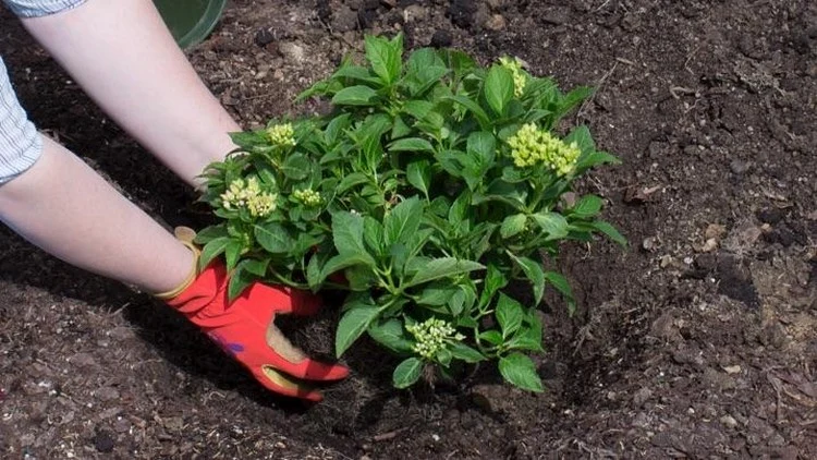 Möchten Sie Hortensien im Beet pflanzen - Folgen Sie dieser Anleitung