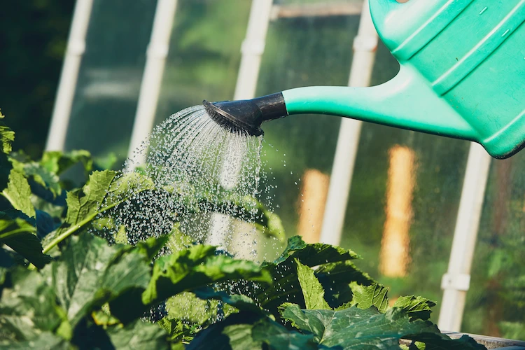 nachhaltige pflsnzenpflege während trockenperioden mit reduzierter wassernutzung durch gießen