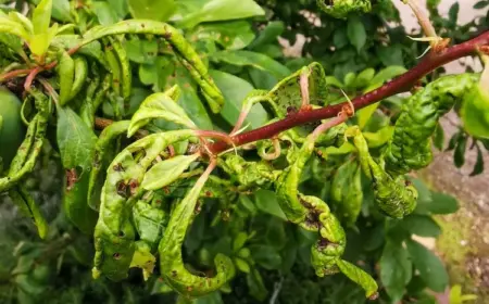 obstbaum blätter kräuseln sich ursachen, lösungen, vorbeugung