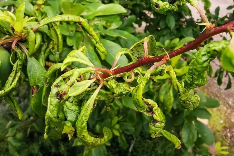 obstbaum blätter kräuseln sich ursachen, lösungen, vorbeugung