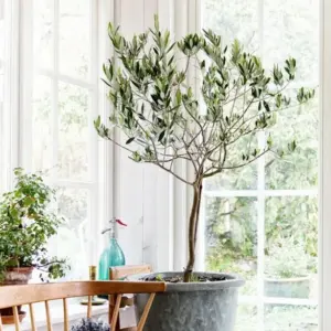 Olivenbaum im Topf mit Hausmitteln düngen