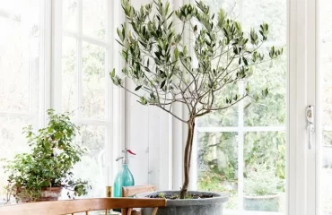 Olivenbaum im Topf mit Hausmitteln düngen