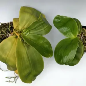 Orchideen-Blätter werden gelb und weich - was sind die Ursachen