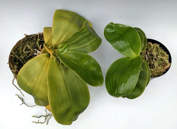 Orchideen-Blätter werden gelb und weich - was sind die Ursachen
