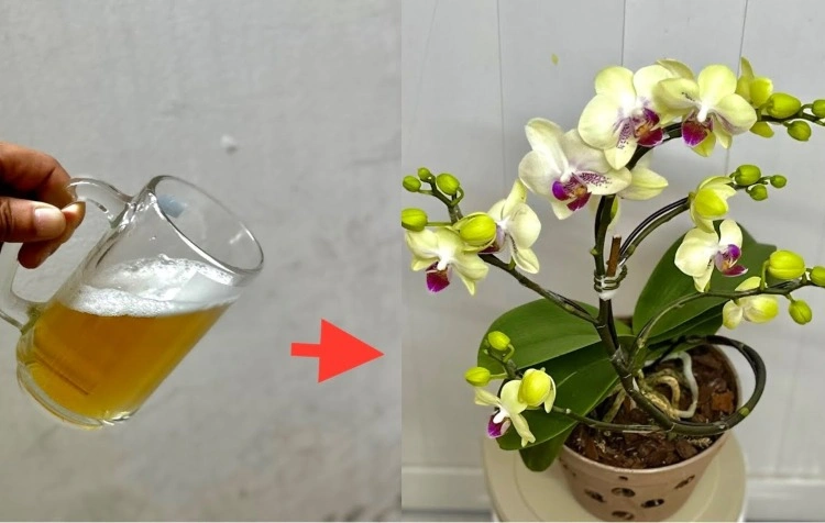 orchideen düngen mit bier anleitung