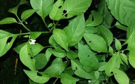 Paprika-Blätter sind angefressen - welche Schädlinge daran schuld sind und wie Sie sie bekämpfen können