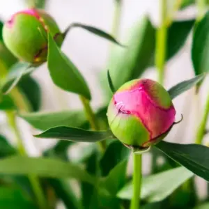 Pfingstrosen gehen nicht auf in der Vase - Das machen Sie falsch