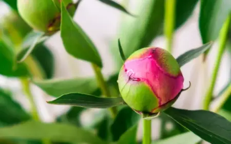 Pfingstrosen gehen nicht auf in der Vase - Das machen Sie falsch